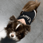 Felpa per cani di piccola taglia in French Terry di cotone biologico personalizzata con il nome.