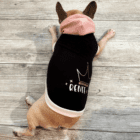 Felpa per cani di piccola taglia in French Terry di cotone biologico personalizzata con il nome.
